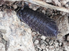 Porcellio novus