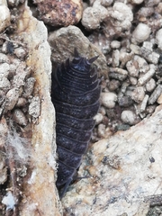 Porcellio novus