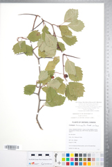 Crataegus macracantha