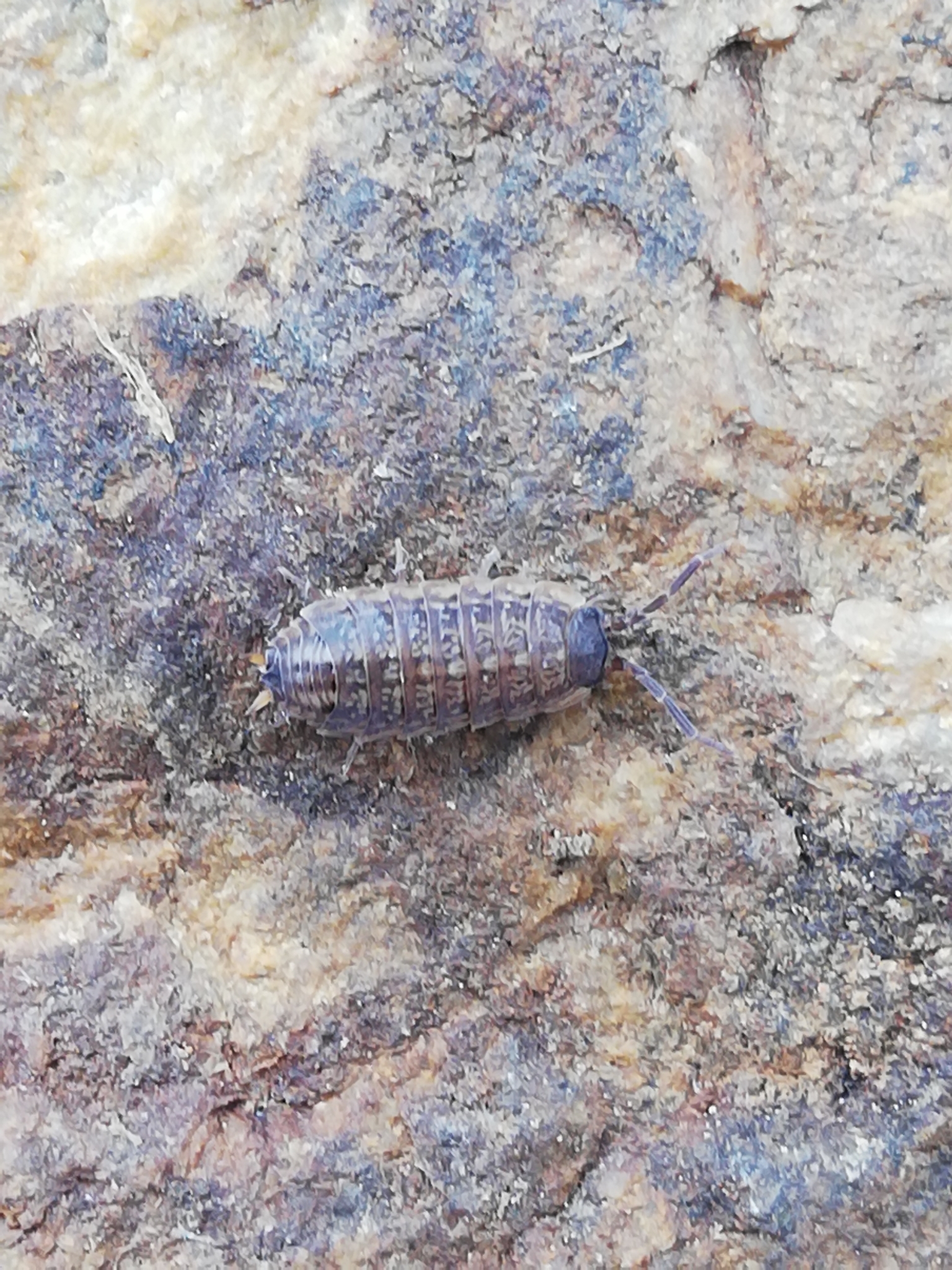 Proporcellio Verhoeff, 1907