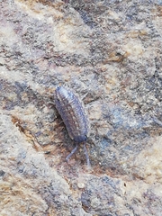 Proporcellio pusillus