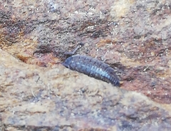 Proporcellio