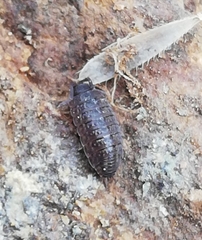 Proporcellio