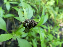 Sphacelotheca hydropiperis