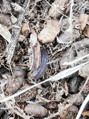 Proporcellio