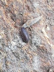Proporcellio