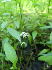 Sphacelotheca hydropiperis