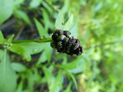 Sphacelotheca hydropiperis