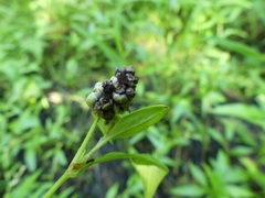 Sphacelotheca hydropiperis