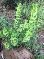 Moluccella laevis
