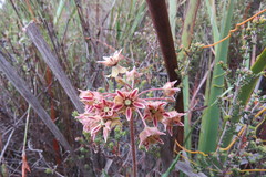 Asclepias crispa