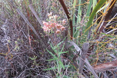 Asclepias crispa