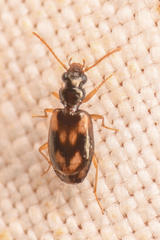 Axinopalpus
