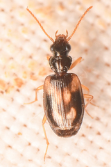 Axinopalpus