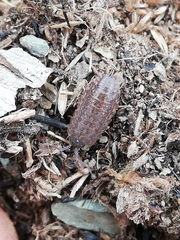 Proporcellio pusillus