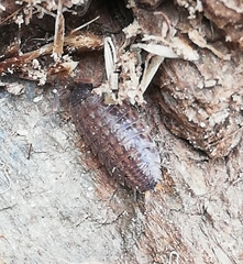 Proporcellio pusillus