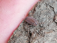Proporcellio pusillus