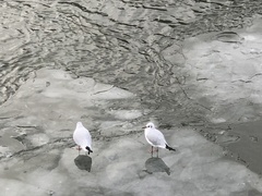 Chroicocephalus ridibundus