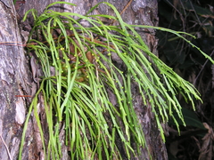 Psilotum complanatum