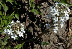 Glandularia platensis