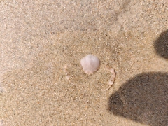 Ryphila cancellus
