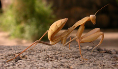 Sphodromantis