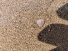Ryphila cancellus