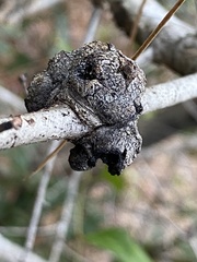 Callirhytis quercusbatatoides