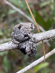 Callirhytis quercusbatatoides