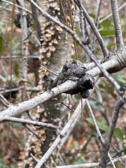 Callirhytis quercusbatatoides