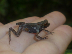 Leptobrachium