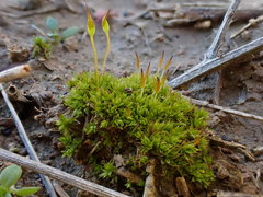 Tortula lindbergii