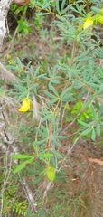 Gompholobium virgatum