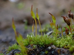 Tortula lindbergii