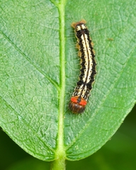 Lepidoptera