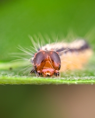Lepidoptera