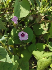 Ipomoea grandifolia
