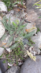 Oxytropis strobilacea