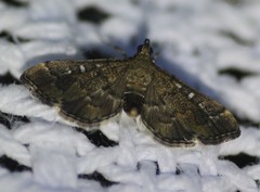 Nacoleia rhoeoalis