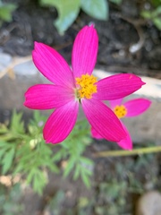 Cosmos caudatus