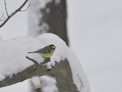 Parus major