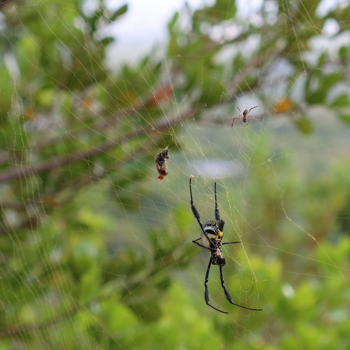 Hairy Golden Orb-weaving Spider photo 2