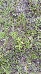 Potentilla flagellaris