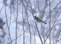 Parus major