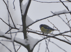 Cyanistes caeruleus