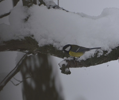 Parus major