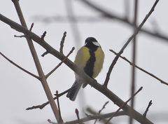Parus major