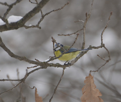 Cyanistes caeruleus