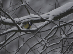 Parus major