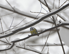 Cyanistes caeruleus